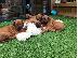 PoulaTo: κουταβιών Rhodesian Ridgeback
